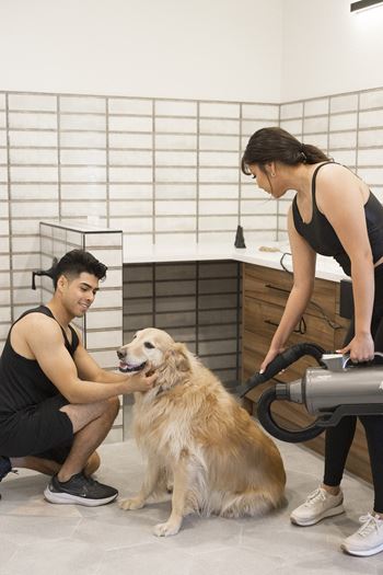 a man and a woman blow drying a dog